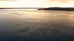 Жерех на мушку