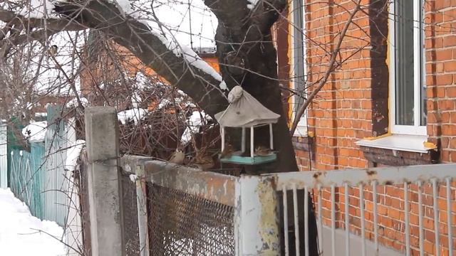 воробьи зимой