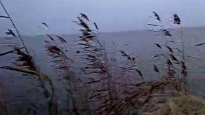 охота на гуся в Казахстане