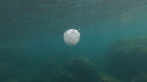 Мой мир Черного моря. Black Sea World