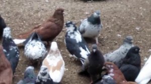 Голуби Красного Луча