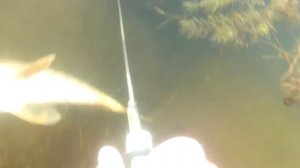 Подводная охота на Орели (гавайка)  Hawaiian sling with Trigger Mehanism