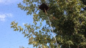 Ловля роя на запах прополиса