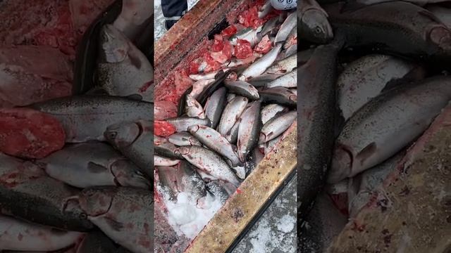 Поймал много рыбы в Карелии, форель ушла из садков. смотреть онлайн