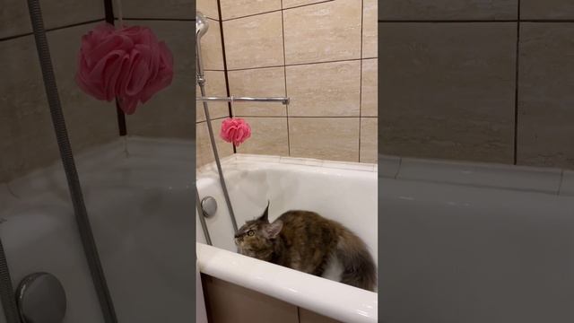 Mainecoon drink water мейнкун пьёт воду из крана