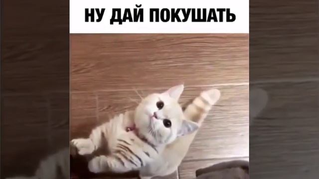 попрошайка
