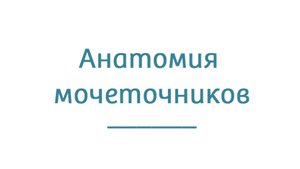 Анатомия мочеточников