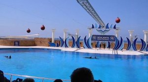 Дельфинарий