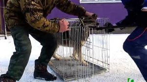 2021 02 06 Отлов бродячих собак