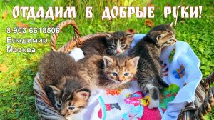 4 очаровательных котёнка ищут Дом и ваши добрые руки!