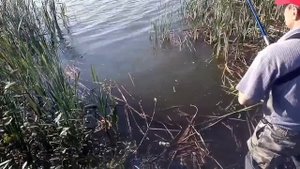 РЫБАЛКА НА ЗАКИДУШКИ! 100 ПРОЦЕНТНЫЙ СПОСОБ СЛОВИТЬ КРУПНОГО КАРПА И ДРУГУЮ РЫБУ!