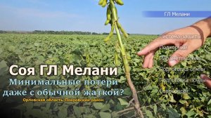 Сорт сои ГЛ Мелани: технология и урожайность в деталях
