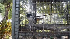 Pinnacle 4****,  Pattaya, 3 бассейна