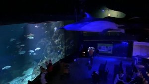 Экскурсия по морскому аквариуму города Плимут, Англия (National Marine Aquarium Plymouth)