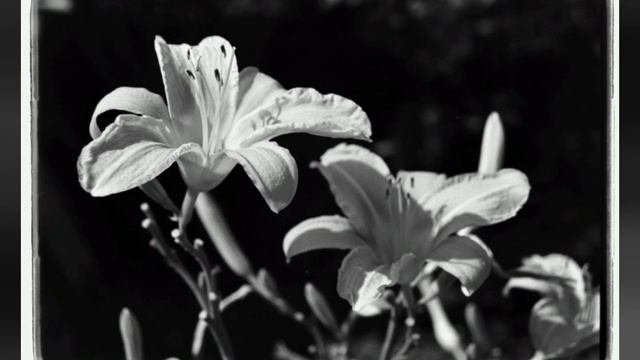 Silberra U400 | Zenit 122 (film Photos Compilation)