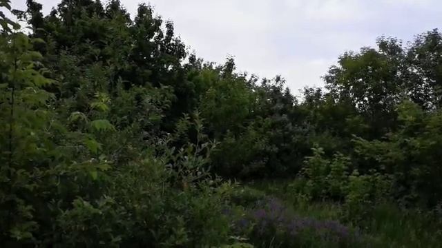Соловьиные трели