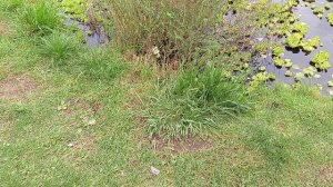 Уточки в октябре и мышка