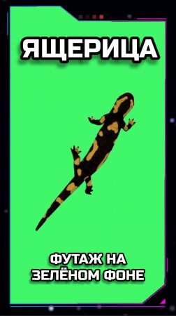 ЯЩЕРИЦА хромакей футаж на зелёном фоне. Видео анимация GREEN SCREEN.