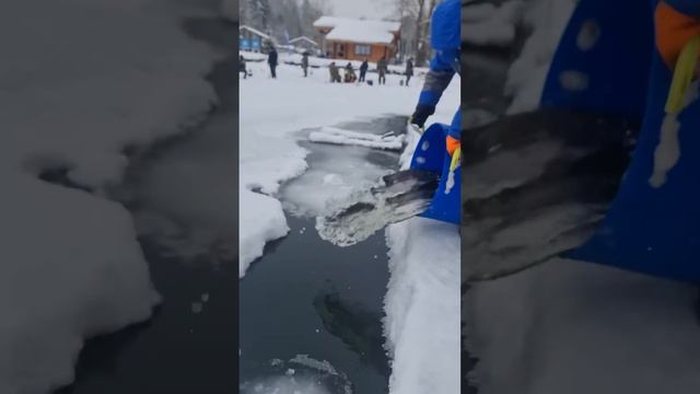 Запуск форели 450 кг.