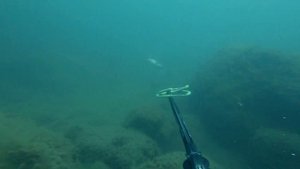 Горбыль.  Подводная охота.