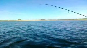 Начало сезона greedy guts 88 от pontoon 21