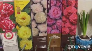 Розы в коробке / Саженцы роз и обзор покупок.