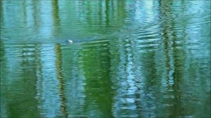 Lucky Craft Tone Splash. Варианты анимации поппера с пропеллером.