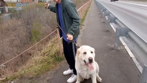 Бугай Алабай. Повторение мать мучения.