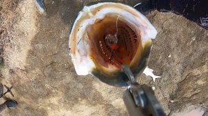 Rapala Skitter Pop Elite 95 เหยื่อผิวน้ำรุ่นใหม่ล่าสุดจากค่าย Rapala ตระกูล Elite Series