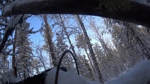 Охота на соболя. Проверка ловушек и установка капканов часть 3