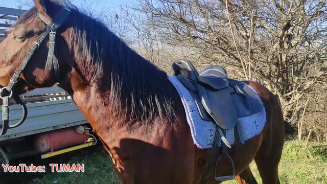 Рынок Лошадей в Урусмартане г Грозный. Цены, . Туман. Жеребцы Кобылы Жеребята разный пород. смотреть онлайн