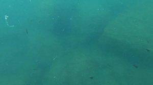 Подводная охота в Крыму. Безрыбное место!