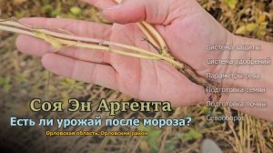 Соя сорта Эн Аргента попала под мороз -4°. Как это предупредил агроном?