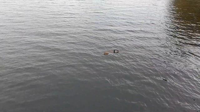 Утки осень 2022 Энгельс причал смотреть онлайн