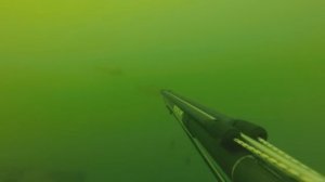 Подводная охота на трофейного Сазана.