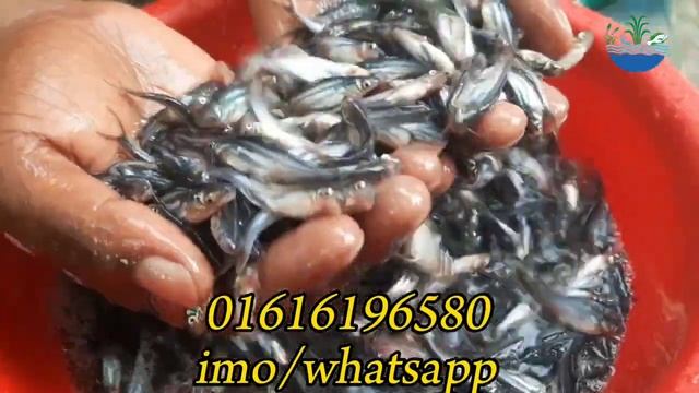 উন্নত মানের অরিজিনাল থাই পাঙ্গাস মাছের পোনা। 01616196580 смотреть онлайн