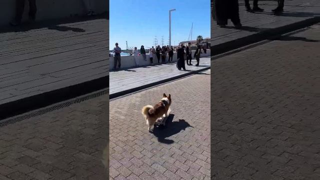 Корги на скейте веселит людей #коржмарти #корги #собака #сочи #путешествия #юмор #corgi #dog #funny