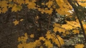 Николай Некрасов, НЕСЖАТАЯ ПОЛОСА..., муз. и исп. #СамуилФрумович