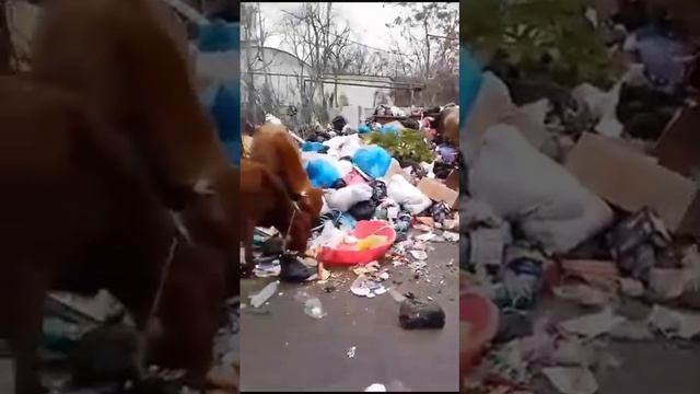 Кизлярские коровы взяли на себя обязанности перерабатывать мусор.
