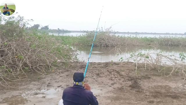 Big Size Murrel Snakehead Attacks and Catch पार्टी फ्रॉग का कमाल 😱😱 смотреть онлайн