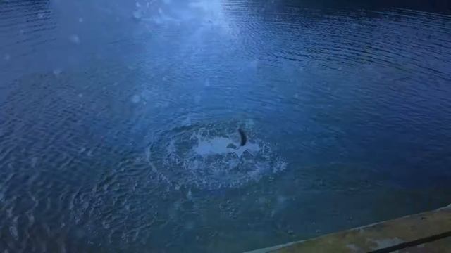 Акулёнок я туруруру. Baby shark