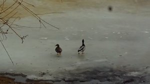 утка ревнует к электронному манку "Дичь-3"!!!