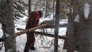 охота на соболя самоловам