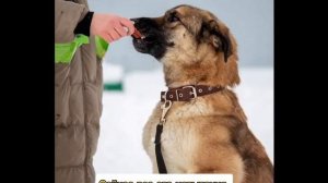 Вилли ждёт своего хозяина 🥰🐾