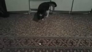 ПИКОЛЫ С КОТЯТАМИ