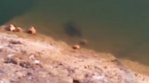 Приманка для рака