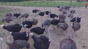 Страусина ферма м.  Хуст / ostrich farm