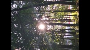 ЦВЕТЫ ОСЕННИЕ ФОНТАНЫ городские зарисовки