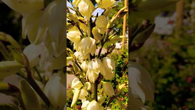 Цветущий Краснодарский край Часть 2 #сирень #климатис #юкка #лилия #роза