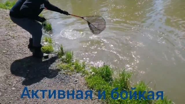 Мисайлово Trout. Форель даёт жару